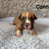 Connor Star of my Heart