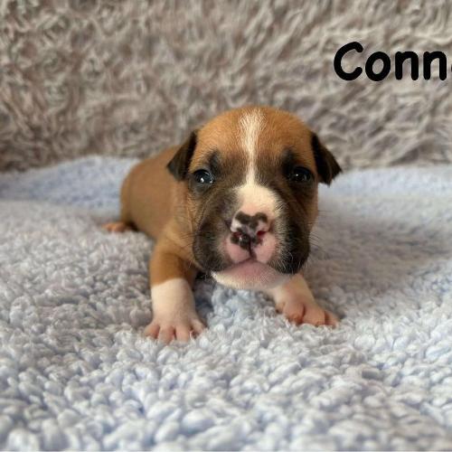 Connor Star of my Heart