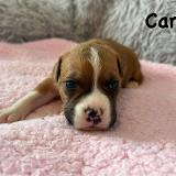 Cara Star of my Heart