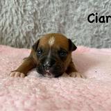 Ciara Star of my Heart