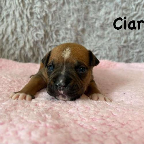 Ciara Star of my Heart