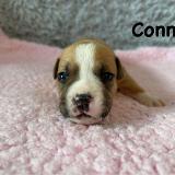 Connie Star of my Heart