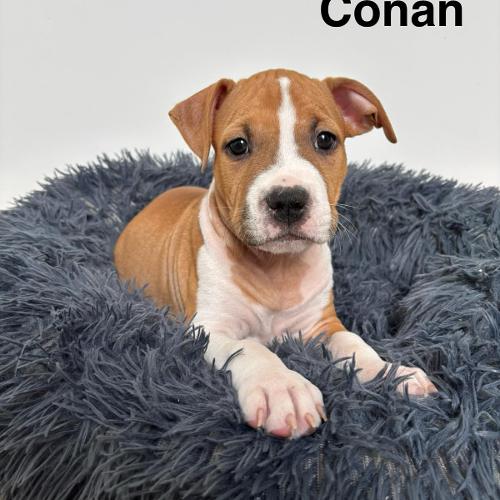 Conan Star of my Heart