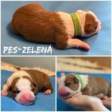 Deniz Star of my Heart