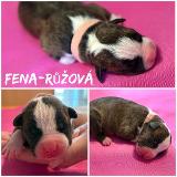 Devrim Star of my Heart