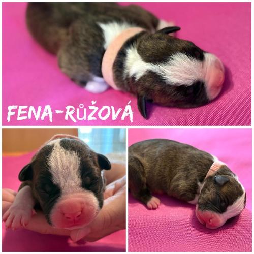 Devrim Star of my Heart