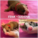 Dilek Star of my Heart