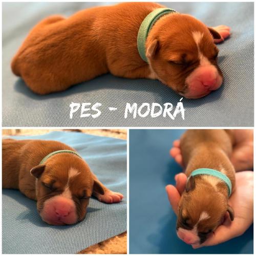 Demir Star of my Heart