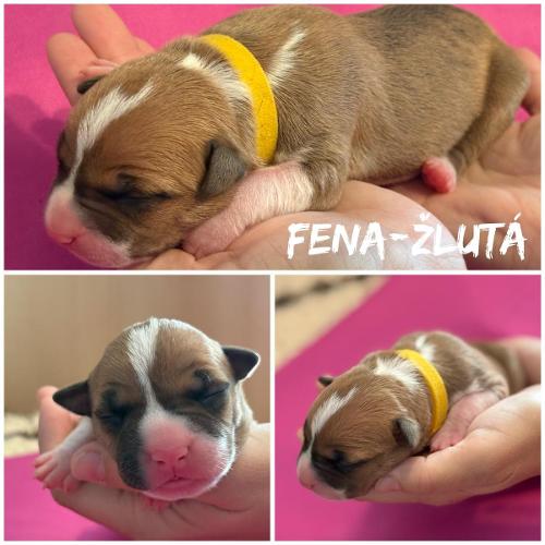 Derya Star of my Heart